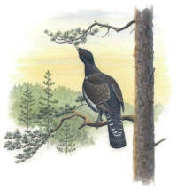 Nr.103 Tj�dertupp (Tetrao urogallus)