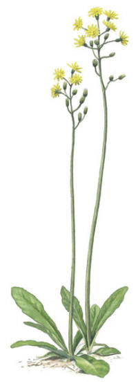 Nr.10 Klasefibbla (Crepis praemorsa)