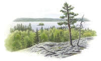 Nr.115