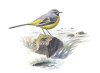 Nr.127 Fors�rla (Motacilla cinerea)