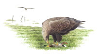 Nr.129 Havs�rn (Haliaeetus albicilla)