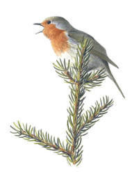 Nr.12 R�dhake (Erithacus rubecula)