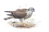 Nr.130 Bivr�k (Pernis apivorus)