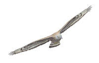 Nr.131 Bivr�k (Pernis apivorus)