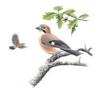 Nr.133 N�tskrika (Garrulus glandarius)