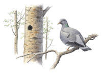 Nr.134 Skogsduva (Columba oenas)
