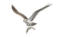 Nr.136 Fiskgjuse (Pandion haliaetus)