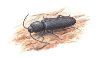 Nr.137 Reliktbock (Nothorhina muricata)