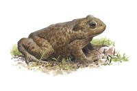 Nr.138 Vanlig padda (Bufo bufo)