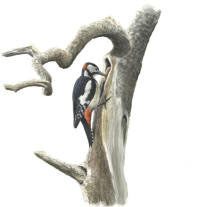 Nr.139 St�rre hackspett (Dendrocopus major)