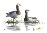 Nr.143 Vitkindad g�s (Branta leucopsis)