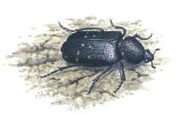 Nr.14 Svart guldbagge (Gnorimus variabilis)