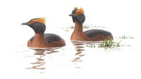 Nr.152 Svarthakedopping (Podiceps auritus)