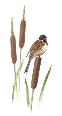 Nr.153 S�vsparv (Emberiza schoeniclus)