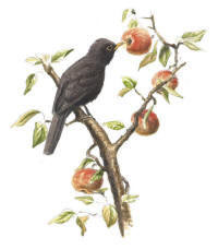 Nr.154 Koltrast (Turdus merula)