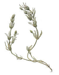 Nr.155 Kransalg (Charophyta)