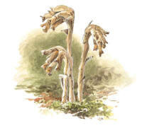 Nr.157 Tall�rt (Monotropa hypopitys)