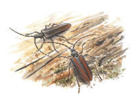 Nr.159 Skulderbock (Oxymirus cursor)