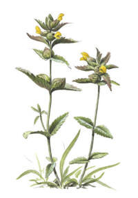 Nr.15 �ngsskallra (Rhinanthus minor)
