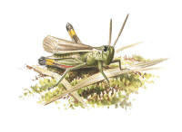 Nr.160 K�rrgr�shoppa (Stethophyma grossum)