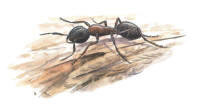 Nr.162 H�stmyra (Camponotus herculeanus)