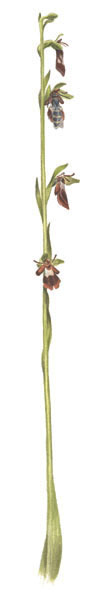 Nr.166 Flugblomster (Ophrys insectifera)
