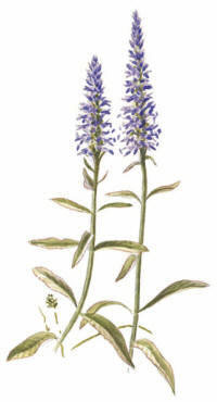 Nr.569 Axveronika (Veronica spicata)