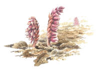Nr.16 V�tteros (Lathraea squamaria)