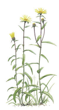 Nr.17 Krissla (Inula salicina)