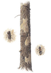 Nr.184 Granbarkborre (Ips typographus) / Allm�n myrbagge (Thanasimus formicarius)