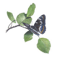 Nr.186 Aspfj�ril (Limenitis populi)