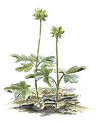Nr.187 Desmeknopp (Adoxa moschatellina)