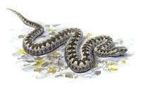 Nr.188 Huggorm (vipera berus)