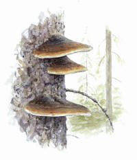 Nr.189 Klibbticka (Fomitopsis pinicola)