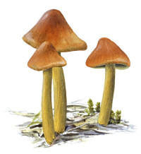 Nr.190 Toppvaxskivling (Hygrocybe conica)