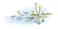 Nr.193 Grodm�ja (Ranunculus aquatilis)