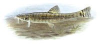Nr.194 Gr�nling (Barbatula barbatula)