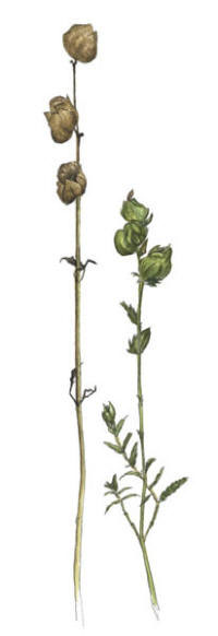 Nr.195 �ngsskallra (Rhinanthus minor)