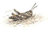 Nr.196 Liten klubbgr�shoppa (Myrmeleotettix maculatus)