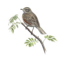 Nr.197 R�dvingetrast (Turdus iliacus)