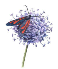 Nr.199 Smalspr�tad bastardsv�rmare (Zygaena osterodensis)