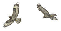 Nr.19 Ormvr�k (Buteo buteo)
