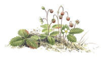 Nr.204 Smultron (Fragaria vesca)