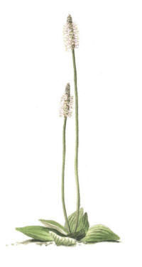 Nr.205 R�dk�mpar (Plantago media)