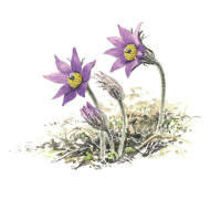 Nr.206 Backsippa (Pulsatilla vulgaris)