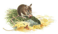 Nr.207 St�rre skogsmus (Apodemus flavicollis)