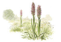 Nr.208 �ngsnycklar (Dactylorhiza incarnata)