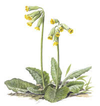 Nr.20 Gullviva (Primula veris)