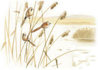 Nr.210 Sk�ggmes (Panurus biarmicus)
