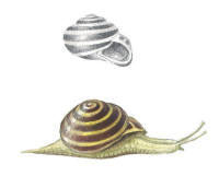 Nr.211